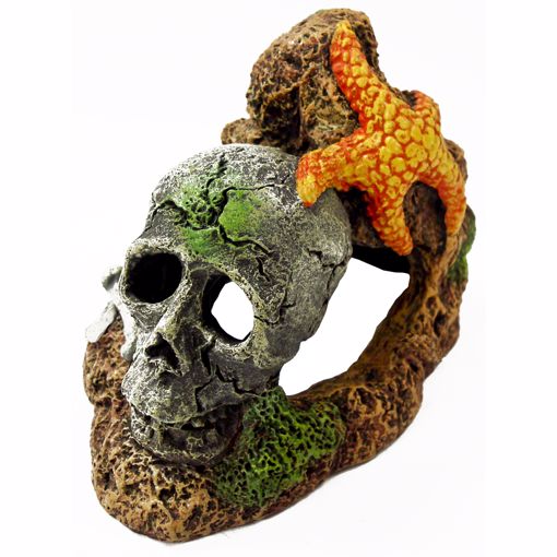 Picture of SKULL W/ STARFISH ORNAMENT