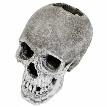Picture of HUMAN SKULL ORNAMENT