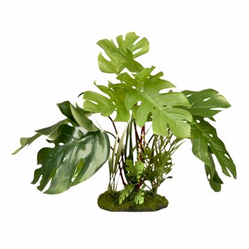 Picture of SPLIT LEAF PLANT - GREEN