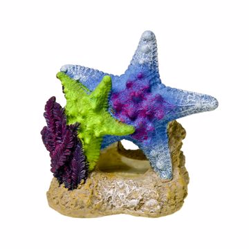 Picture of SEA STAR DUO W/PLANT ORNAMENT