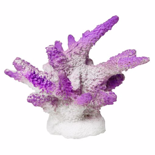 Picture of FINGER CORAL - PURPLE ORNAMENT