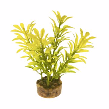 Picture of LAUREL LEAF PLANT - YELLOW