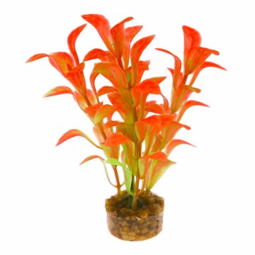 Picture of SCOOP LEAF PLANT - ORANGE