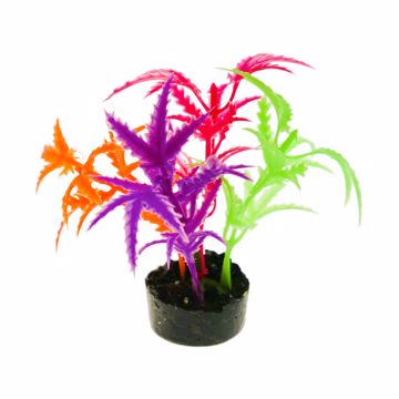 Picture of JAGGED SWORD PLANT MULTI GLOW