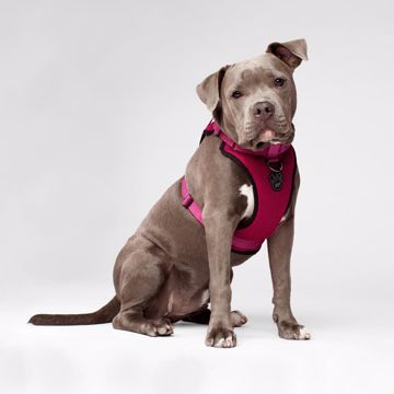 Picture of MED. EVERYTHING HARNESS - PINK