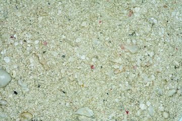 Picture of 5 LB. OCEAN DIRECT - LIVE SAND