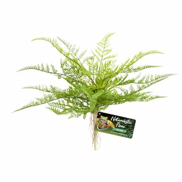 Picture of LACE FERN