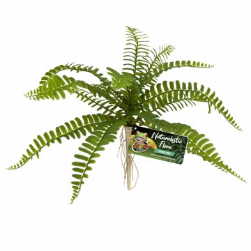 Picture of SWORD FERN