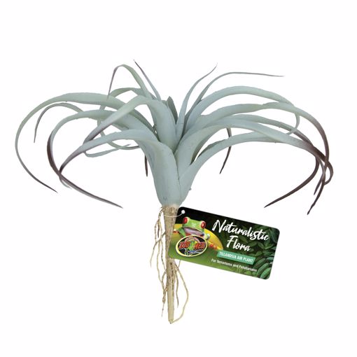 Picture of TILLANDSIA AIR PLANT