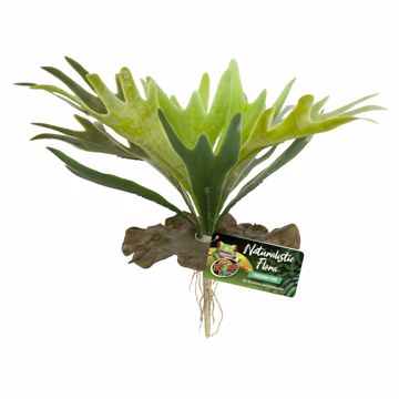 Picture of STAGHORN FERN