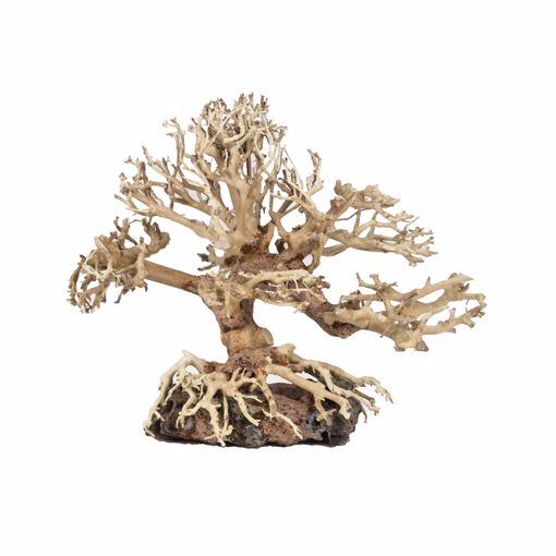 Picture of SM. DRAGON BONSAI TREE