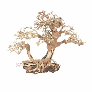Picture of MED. DRAGON BONSAI TREE