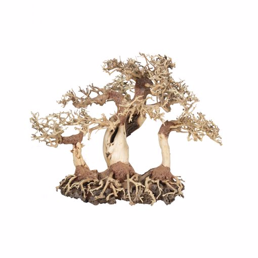 Picture of LG. DRAGON BONSAI TREE