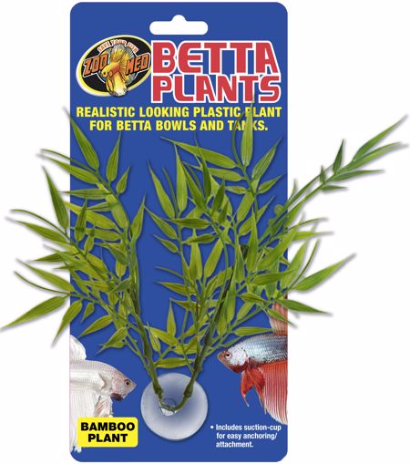 Picture of BETTA PLANT - BAMBOO