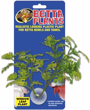 Picture of BETTA PLANT - WINDOW LEAF