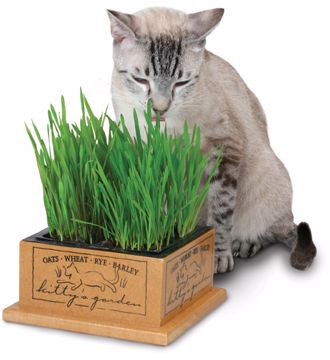 Picture of KITTYS GARDEN WOODEN PLANTER W/ CAT GRASS