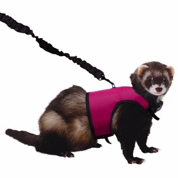 Picture of LG. COMFORT HARNESS W/STRETCHY LEASH