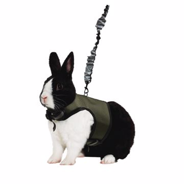Picture of X-LG. COMFORT HARNESS W/STRETCHY LEASH