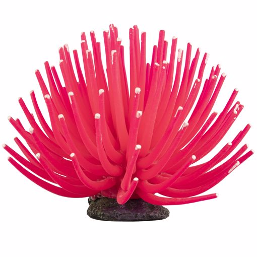 Picture of LG. GLOFISH ANEMONE - PINK