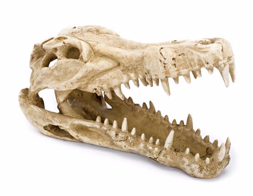 Picture of 9X4X5.5 IN. CROCODILE SKULL RESIN ORNAMENT