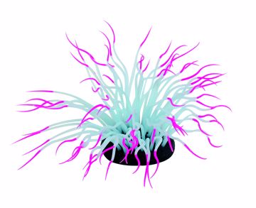 Picture of MED. SILICONE SEA ANEMONE - PINK