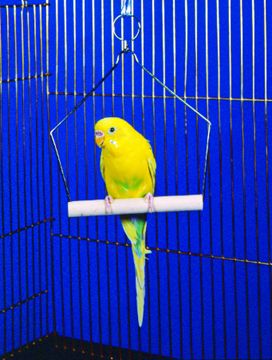Picture of 4.75X4.75 IN. WOODEN PARAKEET SWING