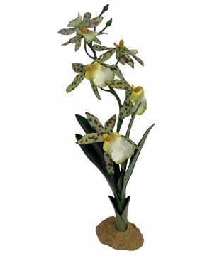 Picture of KOMODO SPIDER ORCHID W/GRAVEL