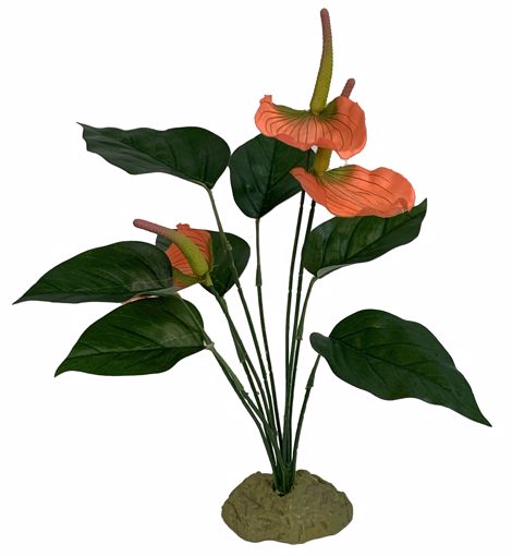 Picture of KOMODO ANTHURIUM BUSH W/GRAVEL