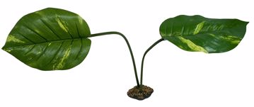 Picture of KOMODO GUIANA PLANT (JUMBO) W/GRAVEL