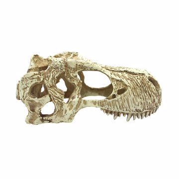 Picture of LG. T-REX SKULL