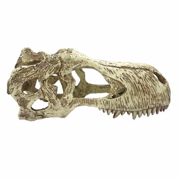 Picture of XL. T-REX SKULL