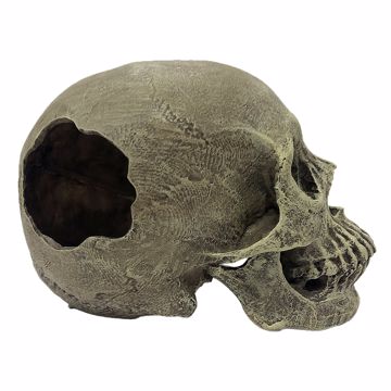 Picture of HUMAN SKULL FULL