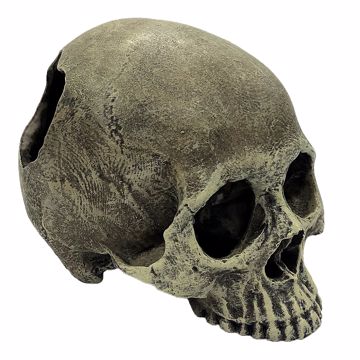 Picture of HUMAN SKULL HALF