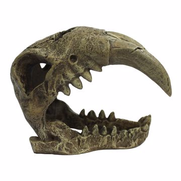 Picture of SABER TOOTH