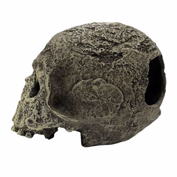 Picture of HUMAN SKULL TEXTURED