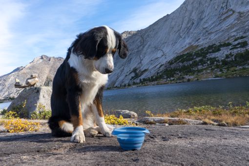 Picture of COLLAPS A BOWL - BLUE