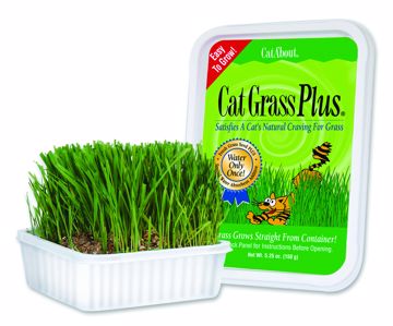 Picture of 150 GR. CAT GRASS