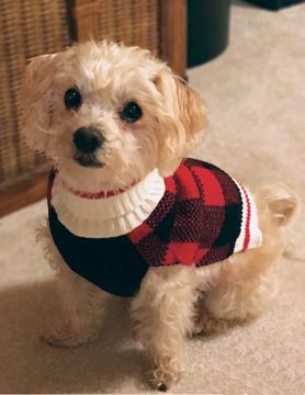 Picture of SM. PLAID SWEATER - RED