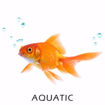 Picture for category AQUATIC