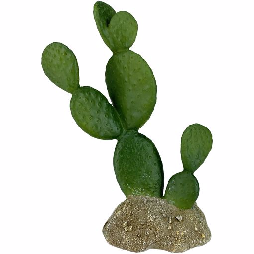 Picture of 6.3 IN. KOMODO CACTUS - FLATLEAF