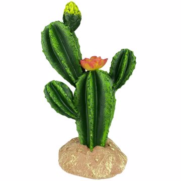 Picture of 9 IN. KOMODO CACTUS - W/FLOWER