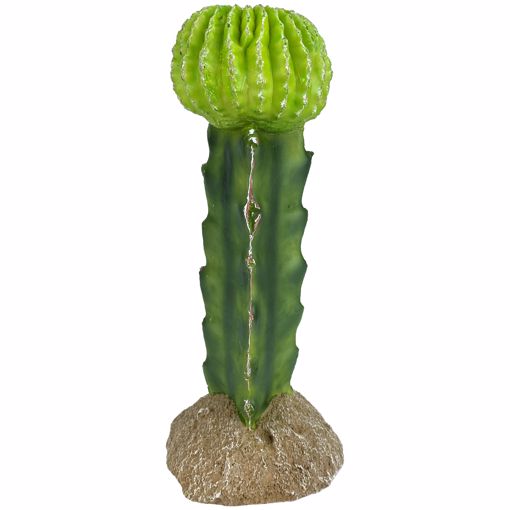 Picture of 7.5 IN. KOMODO CACTUS - MOON CACTUS