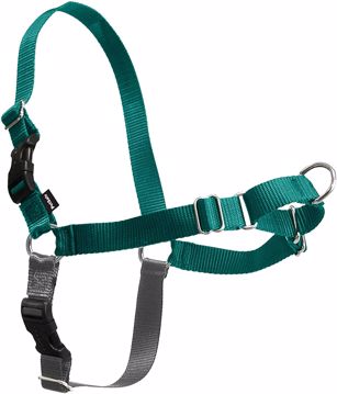 Picture of MED. EASY WALK HARNESS - TEAL