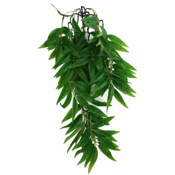 Picture of SM. CLIMBING PLANT - BAMBOO