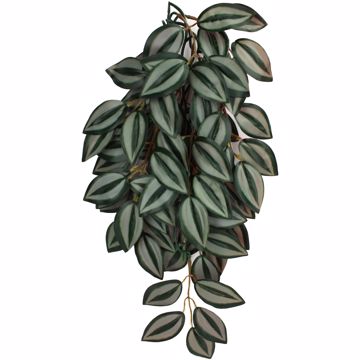 Picture of SM. CLIMBING PLANT - ZEBRINA