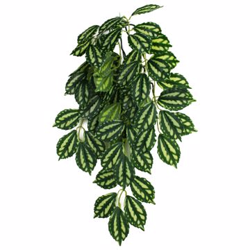 Picture of SM. CLIMBING PLANT-TWO-TONE LEAF