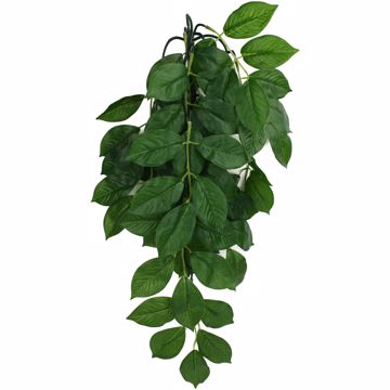 Picture of SM. CLIMBING PLANT - GREEN LEAF