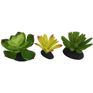 Picture of 3 PK. SUCCULENT - YELLOW/GREEN