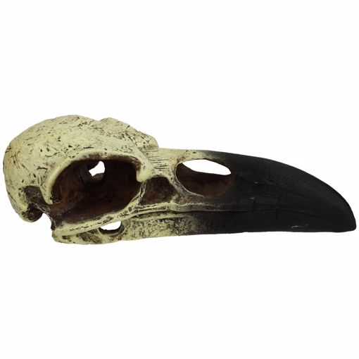 Picture of MED. RAVEN SKULL