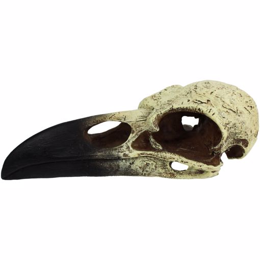 Picture of LG. RAVEN SKULL